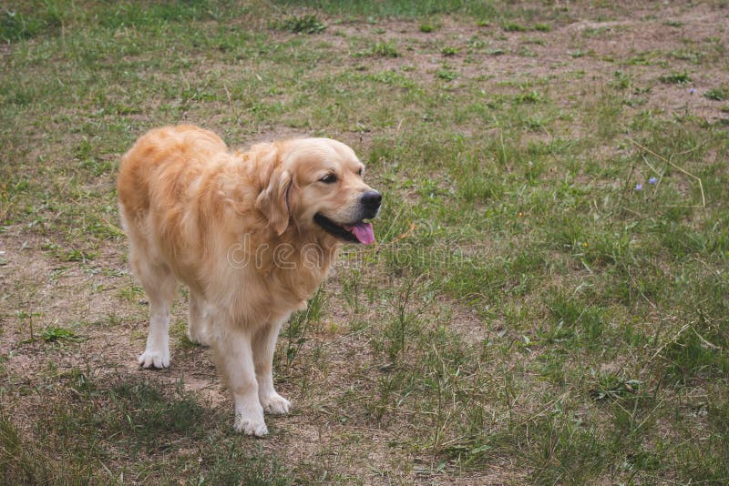 Stående av golden retriever med att klibba ut tungan Glat husdjur, rashund utanför på gräset kopiera avst?nd arkivbild Stående av golden retriever med att klibba ut tungan Glat husdjur, rashund utanför på gräset kopiera avst?nd arkivbild