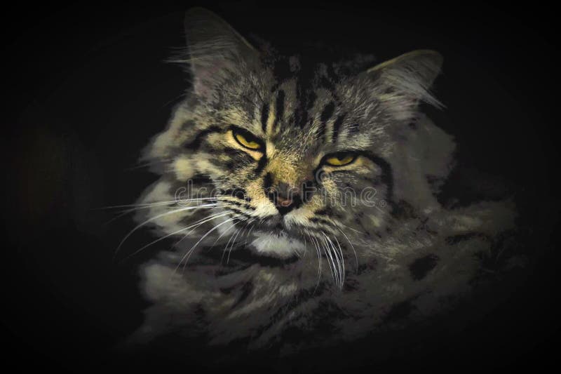 Stående av min norska Cat Neo arkivfoto Stående av min norska Cat Neo arkivfoto