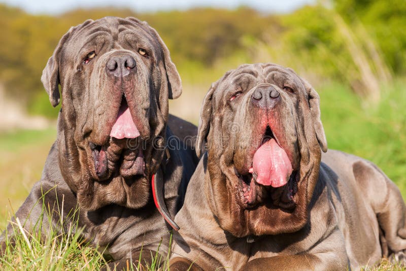 Portrait picture of two Neapolitan Mastiff outdoors. Portrait picture of two Neapolitan Mastiff outdoors