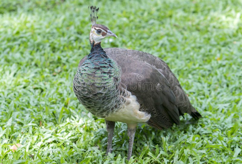 Stående av påfågelfjädern i zoo fotografering för bildbyråer Stående av påfågelfjädern i zoo fotografering för bildbyråer