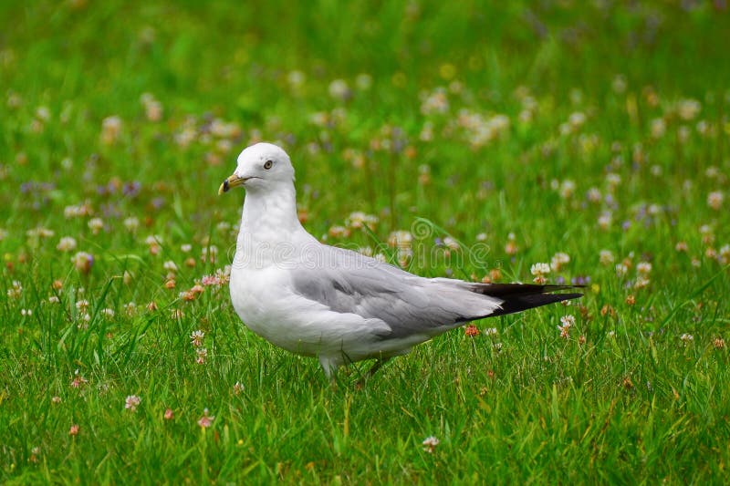Stående av seagullen i gräs royaltyfri fotografi Stående av seagullen i gräs royaltyfri fotografi