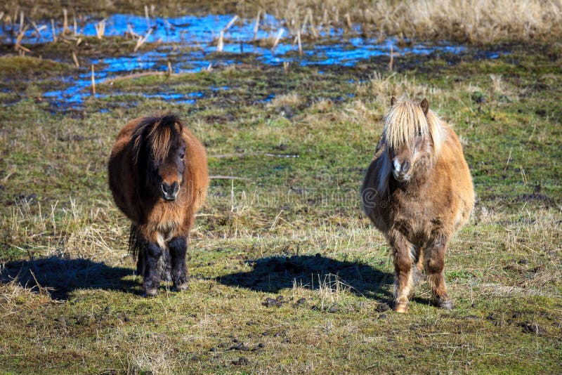 Stående av två mini- hästar arkivbilder Stående av två mini- hästar arkivbilder