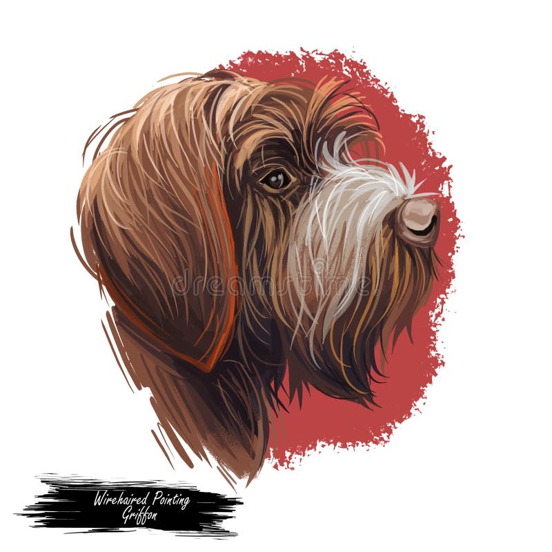 Wirehaired Pointing or Korthals Griffon dog breed portrait isolated on white. Digital art illustration, animal watercolor drawing of hand drawn doggy for web. Pet coat has chestnut brown color. Wirehaired Pointing or Korthals Griffon dog breed portrait isolated on white. Digital art illustration, animal watercolor drawing of hand drawn doggy for web. Pet coat has chestnut brown color