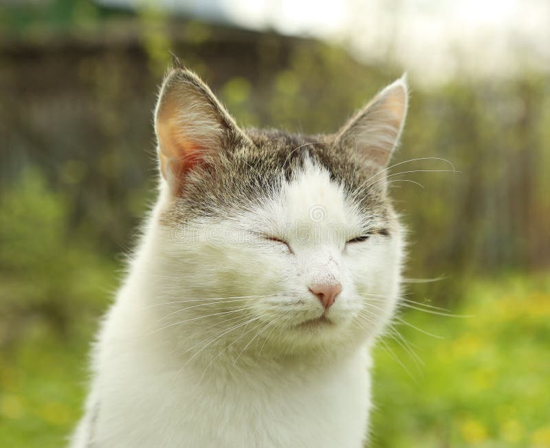 Stående för framsida för Siberian kattslut övre fotografering för bildbyråer Stående för framsida för Siberian kattslut övre fotografering för bildbyråer