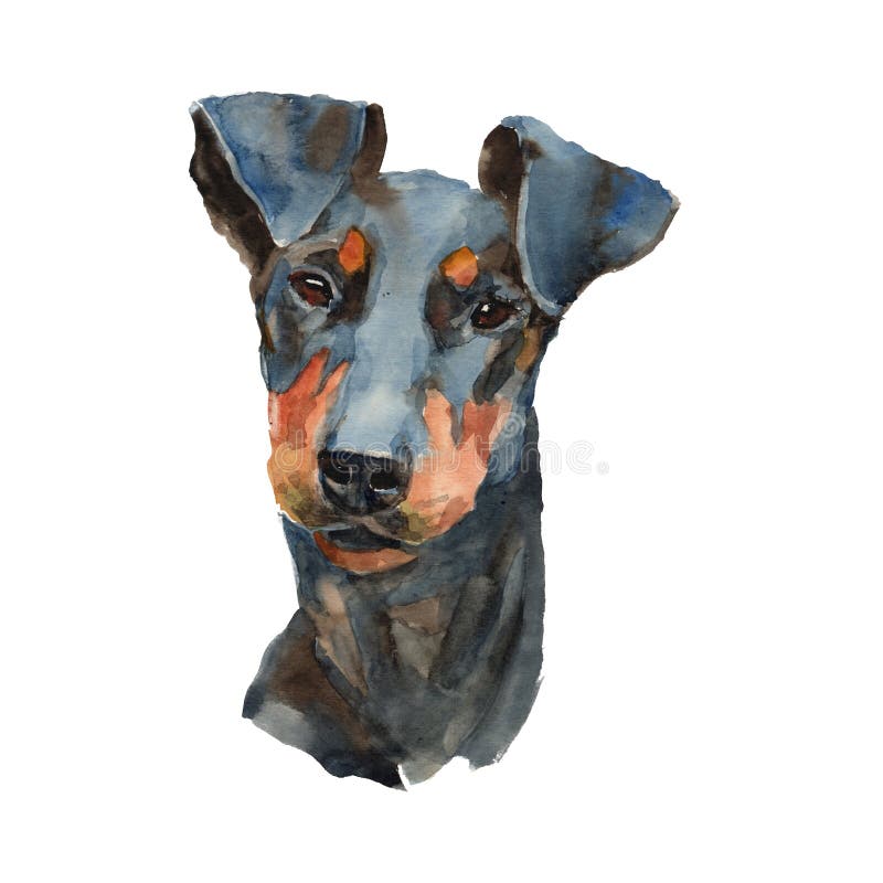 Manchester terrier - hand painted, isolated on white background watercolor dog portrait. Manchester terrier - hand painted, isolated on white background watercolor dog portrait