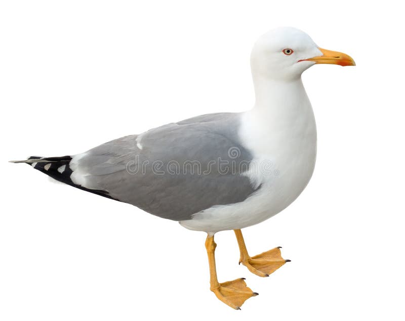 Stående seagull som isoleras på vit royaltyfri foto
