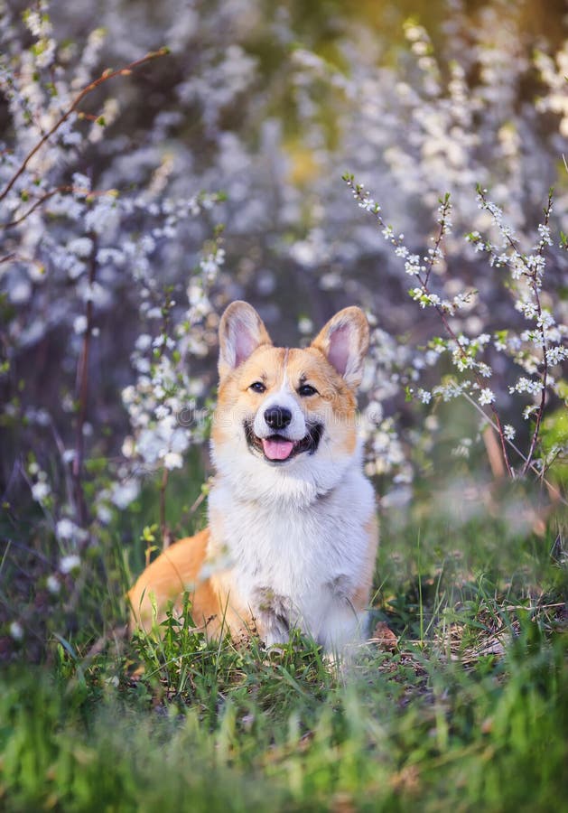 Ståenden av den gulliga roliga röda hundCorgivalpen som sitter på bakgrund av blomma buskar i vårfrikänd, kan arbeta i trädgården arkivfoto