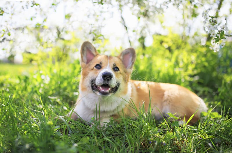 Ståenden av den gulliga roliga röda hundCorgivalpen som sitter på bakgrund av blomningbuskar i vår fri, kan arbeta i trädgården fotografering för bildbyråer