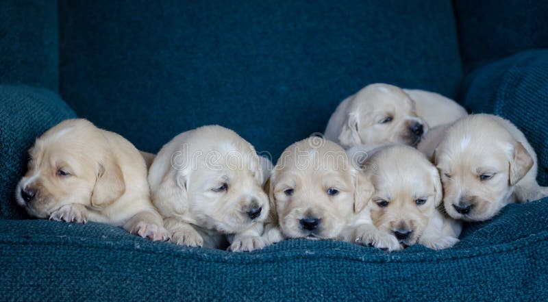 Ståenden av ett förtjusande skräpar ner av golden retrievervalpar eller behandla som ett barn i en blå bakgrund arkivbild