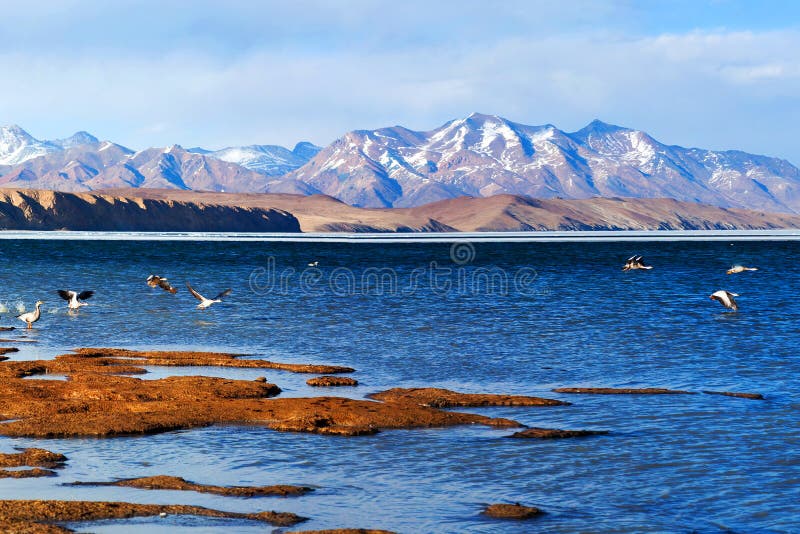 Stång-hövdad gås som flyger av på Manasarovar sjön arkivbild Stång-hövdad gås som flyger av på Manasarovar sjön arkivbild
