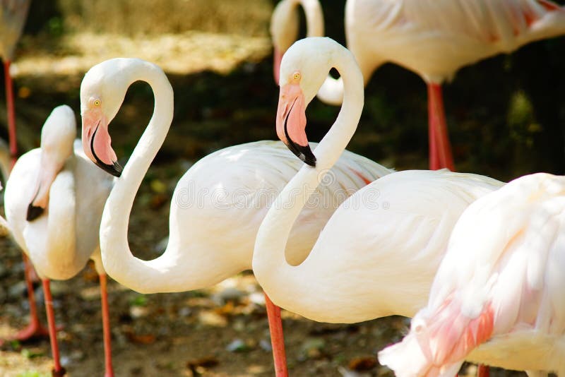 Större flamingogrupp royaltyfria bilder Större flamingogrupp royaltyfria bilder