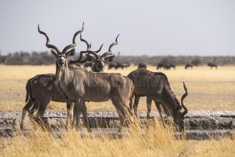 Male kudu, waterhole, central Kalahari, Botswana, Piper pans, majestic spiral horns, alert, looking for predators,. Male kudu, waterhole, central Kalahari, Botswana, Piper pans, majestic spiral horns, alert, looking for predators,