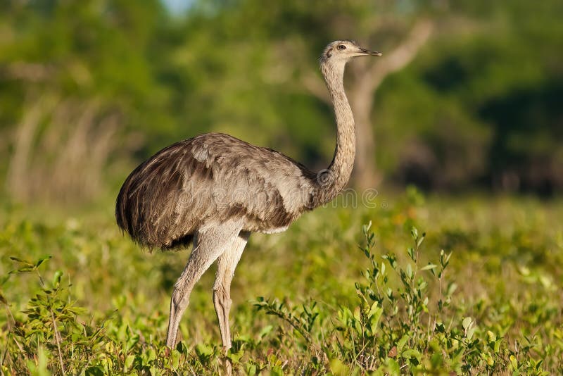 Greater rhea walking through savanna from side view in Pantanal, Brazil. Wild bird with long legs and neck standing in green leaves. Ostrich from low angle. Greater rhea walking through savanna from side view in Pantanal, Brazil. Wild bird with long legs and neck standing in green leaves. Ostrich from low angle.