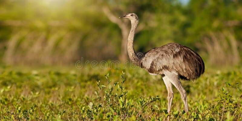 Greater rhea, rhea americana, standing in summer nature illuminated by evening sun with copy space. Animal wildlife in Pantanal, Brazil from side view. Wild bird with strong legs and gray feathers. Greater rhea, rhea americana, standing in summer nature illuminated by evening sun with copy space. Animal wildlife in Pantanal, Brazil from side view. Wild bird with strong legs and gray feathers.