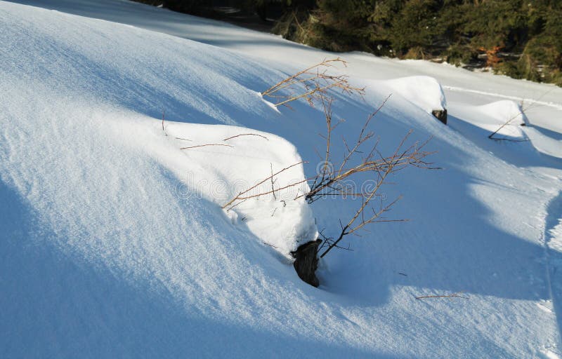 Stümpfe unter dem Schnee lizenzfreie stockfotos Stümpfe unter dem Schnee lizenzfreie stockfotos