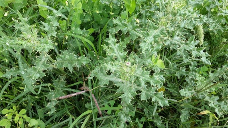Sua natureza, unblievable Cor verde boa para os olhos. As plantas com os espinhos em meus exploração agrícola/campo da vila, cor verde eram tão bonitas