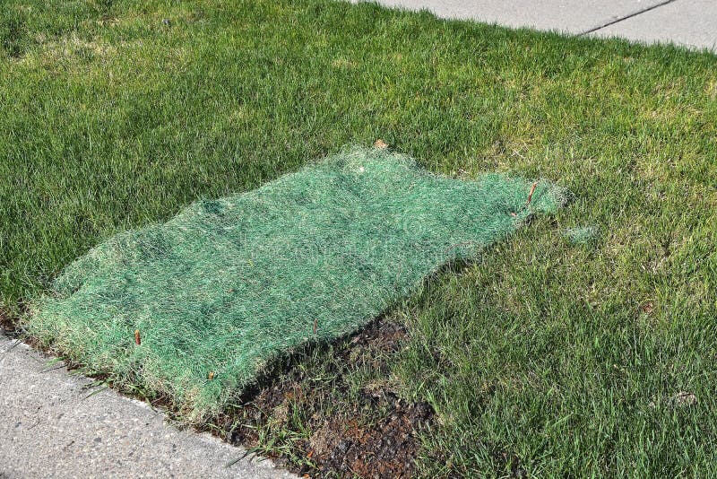 Suares of Grass Seed Netting Placed Over Lawn Areas Stock Image Image
