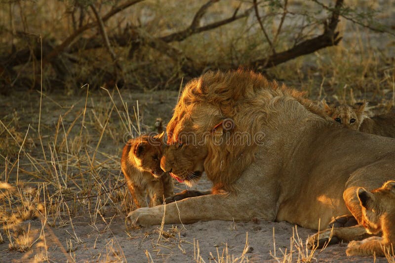 6,396 Lion Love Stock Photos - Free & Royalty-Free Stock Photos from Dreamstime 6,396 Lion Love Stock Photos - Free & Royalty-Free Stock Photos from Dreamstime