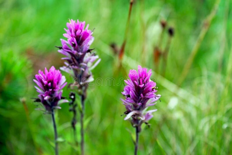 Purple color flower of the Subalpine Paintbrush is in bloom at the Tuolumne Meadows, Yosemite National Park, California. Subalpine paintbrush is one of the India Paintbrush with purple color but not pink color. Purple color flower of the Subalpine Paintbrush is in bloom at the Tuolumne Meadows, Yosemite National Park, California. Subalpine paintbrush is one of the India Paintbrush with purple color but not pink color.