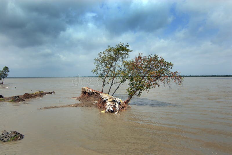 A serious concern of modern mankind and its environs specially in coast-bound countries is the rising sea level accentuated by global worming. India is amongst 27 countries that are most vulnerable to sea level rise caused by global warming. One meter rise of sea level is expected to inundate about 1000 sq km area of the Sundarban deltas. Nearly half of the 102 Sundarban islands in India spreading over 9.5 sq km area are uninhabited due to an abnormal rise in the sea level and massive erosion in the last four decades. A serious concern of modern mankind and its environs specially in coast-bound countries is the rising sea level accentuated by global worming. India is amongst 27 countries that are most vulnerable to sea level rise caused by global warming. One meter rise of sea level is expected to inundate about 1000 sq km area of the Sundarban deltas. Nearly half of the 102 Sundarban islands in India spreading over 9.5 sq km area are uninhabited due to an abnormal rise in the sea level and massive erosion in the last four decades.