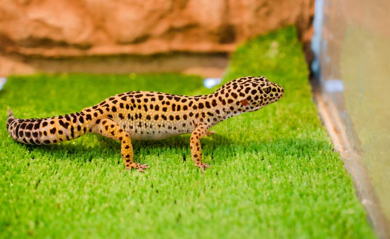 Sublethal luipaardgekko zit op groen gras in een dierenwinkel in t stock fotografie Sublethal luipaardgekko zit op groen gras in een dierenwinkel in t stock fotografie