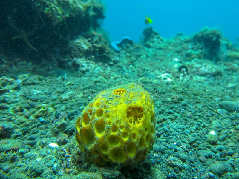 Submarino coralino suave amarillo con el fondo azul Buceo con escafandra en el filón colorido Fotografía subacuática de los coral fotografía de archivo libre de regalías Submarino coralino suave amarillo con el fondo azul Buceo con escafandra en el filón colorido Fotografía subacuática de los coral fotografía de archivo libre de regalías