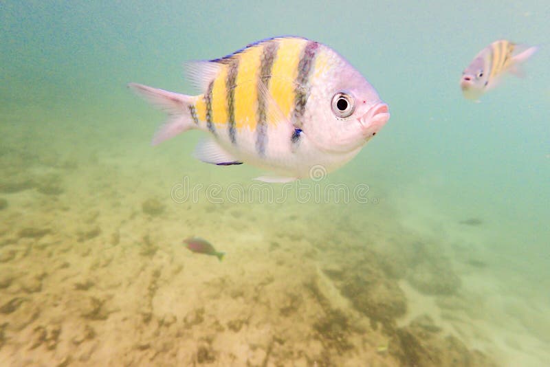 Submarino tropical de los peces marinos según lo capturado en Pulau Payar Langkawi Malasia foto de archivo Submarino tropical de los peces marinos según lo capturado en Pulau Payar Langkawi Malasia foto de archivo