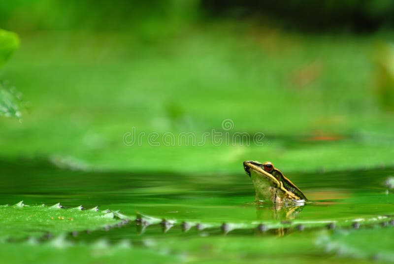 Submerged frog 2
