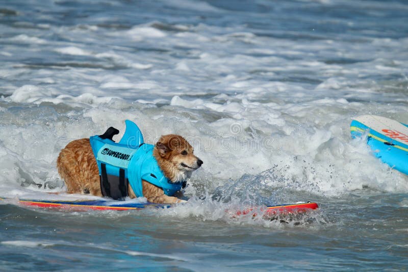 Dog Surfing in Huntington Beach California Editorial Stock Image