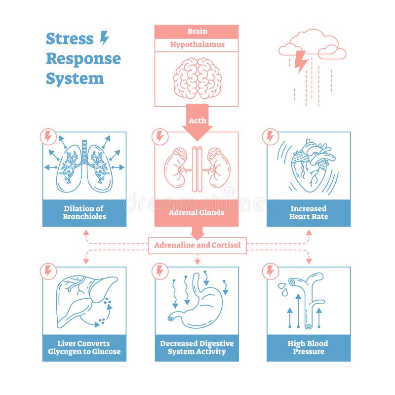Subraye el diagrama del ejemplo del vector del sistema biológico de la respuesta, los impulsos de nervio anatómicos proyectan Lim libre illustration Subraye el diagrama del ejemplo del vector del sistema biológico de la respuesta, los impulsos de nervio anatómicos proyectan Lim libre illustration