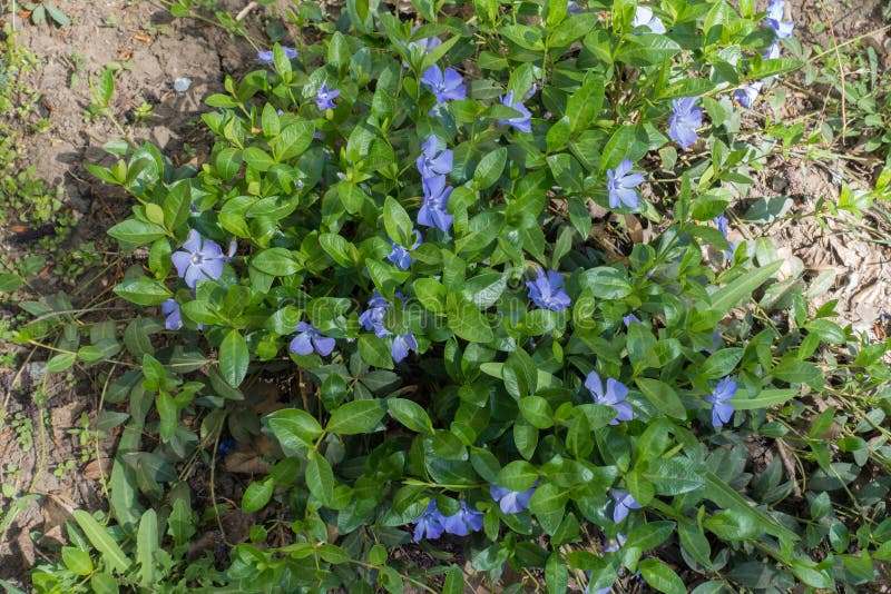Subshrub di fioritura della vinca comune in primavera fotografia stock libera da diritti