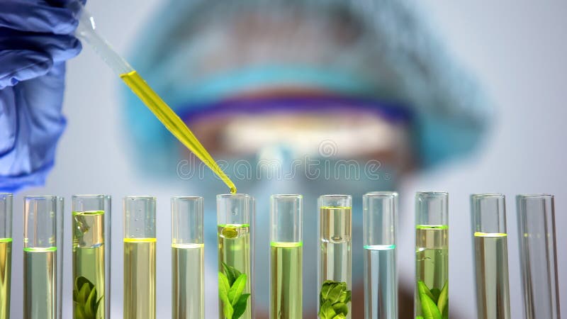 Subst?ncia oleosa do gotejamento do bi?logo no tubo com a amostra da planta verde, extra??o imagem de stock Subst?ncia oleosa do gotejamento do bi?logo no tubo com a amostra da planta verde, extra??o imagem de stock