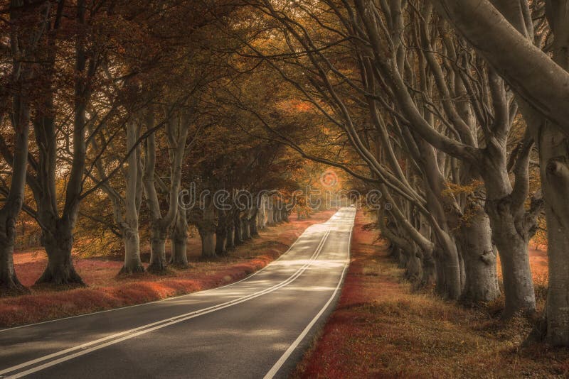 Substituição surreal bonita paisagem colorida da floresta imagens de stock Substituição surreal bonita paisagem colorida da floresta imagens de stock