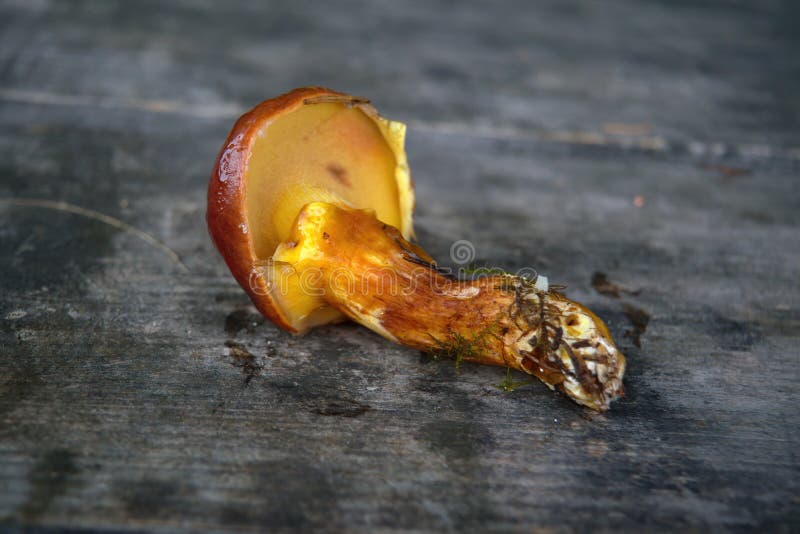 Subtomentosus xerocomus грибов на деревянной фоном. Грибы кэп осени. Комплектация грибов стоковые фотографии rf