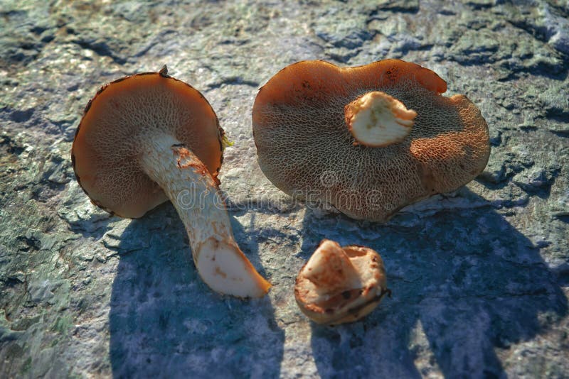 Subtomentosus xerocomus грибов на фоне каменной. Грибы кэп осени. Комплектация грибов стоковое изображение