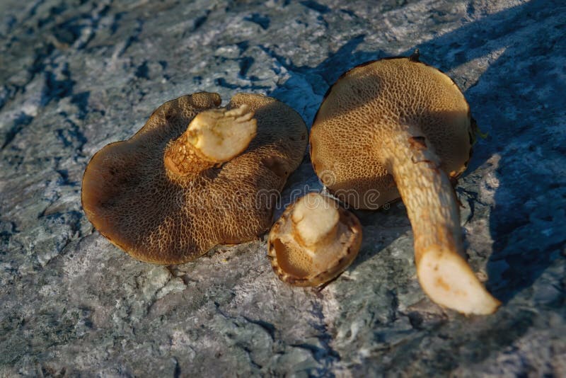 Subtomentosus xerocomus грибов на фоне каменной. Грибы кэп осени. Комплектация грибов стоковое фото