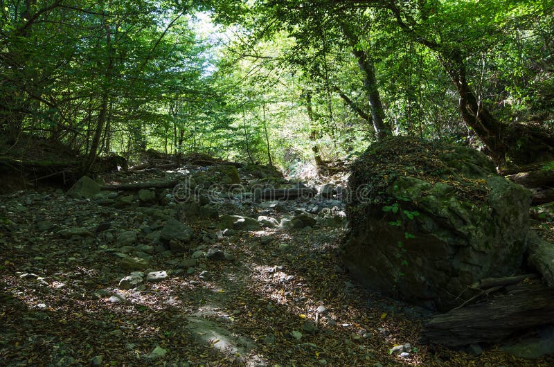 Subtropical forest stock photo. Image of kavkaz, bark 117946740