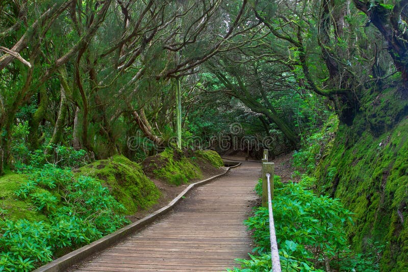 Subtropical forest in Tenerife, Canary Islands, Spain
