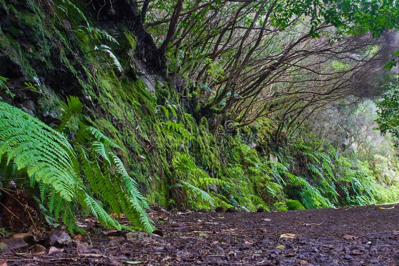 Subtropical forest in Tenerife, Canary Islands, Spain