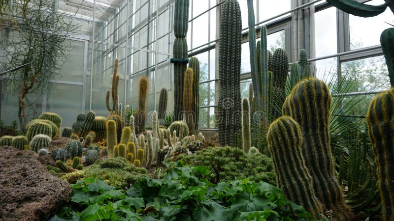 Subtropical plant species in the greenhouse of Radun Castle, in the Czech Republic