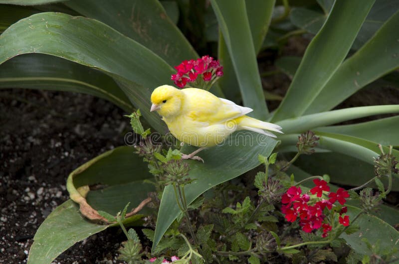 Gelber Vogel stockbild. Bild von betrieb, schön, schnabel