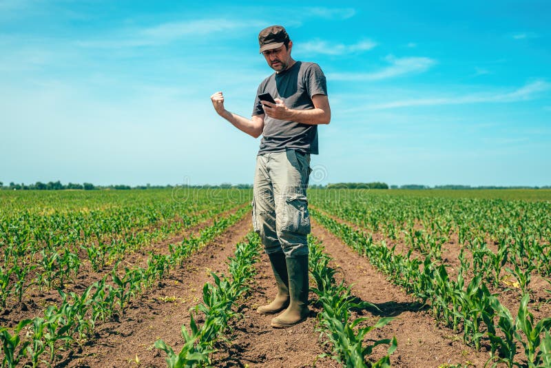 Successful confident farmer using mobile phone in cultivated maize field royalty free stock image