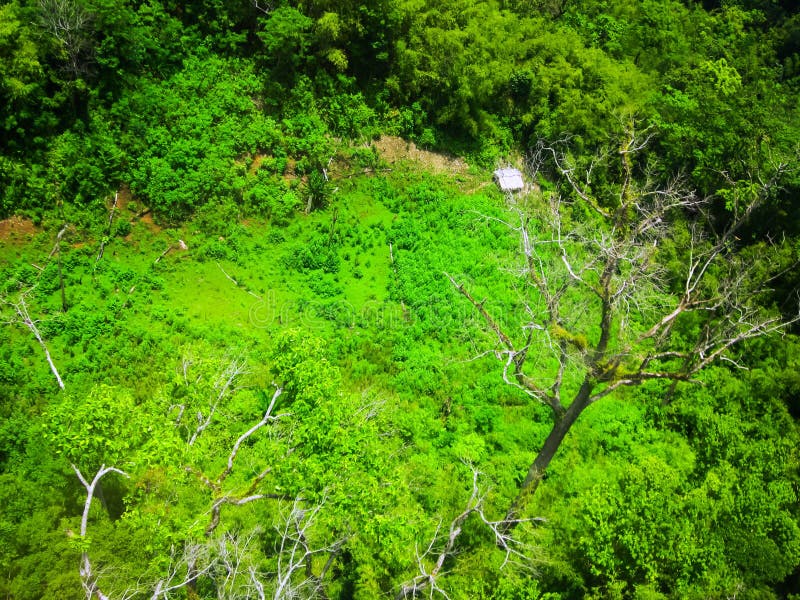Succession or Encroachment of Tree into a Clearing Stock Photo Image of meadow, gorce 98224106