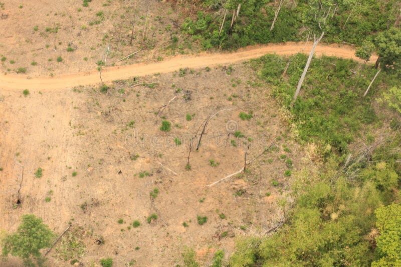 Succession or Encroachment of Tree into a Clearing Stock Image Image of logging, forest 98225049