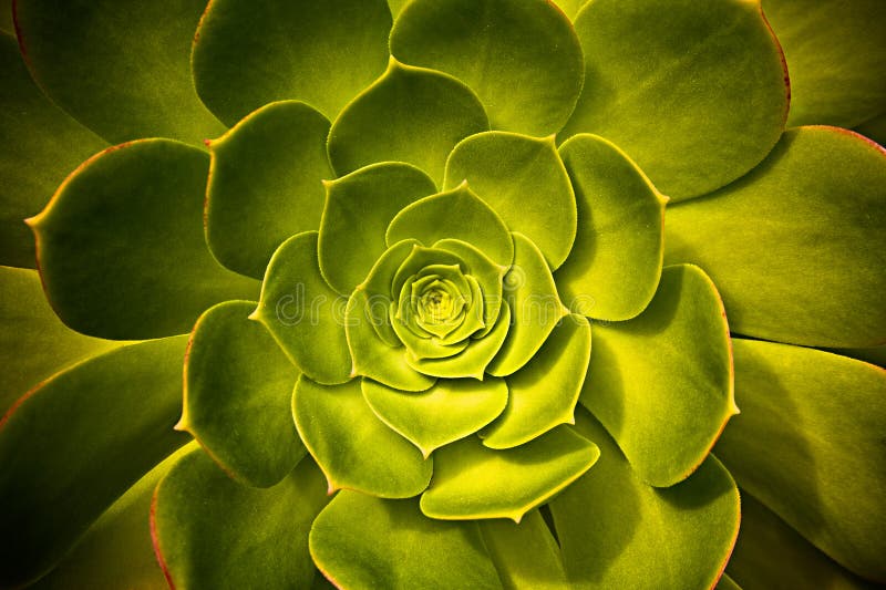 Succulent Plant symmetry in color