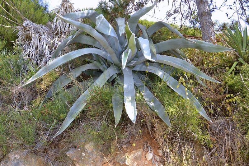 Download Succulent photo stock. Image du nature, fleur, croatia - 77153324