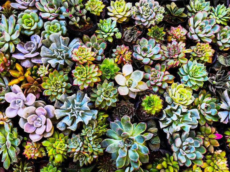 Succulent background. Close-Up Of succulent plants.