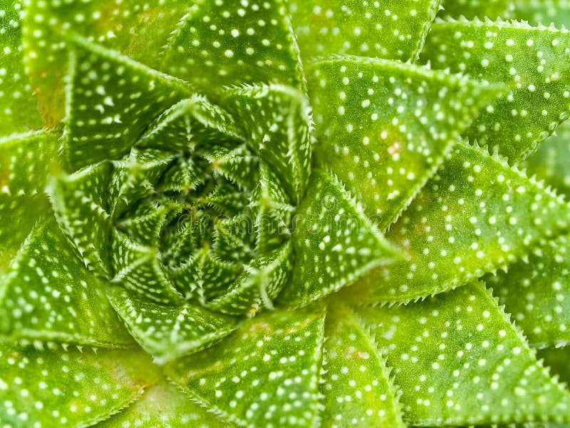 Succulent Cactus Macro Textures Scary