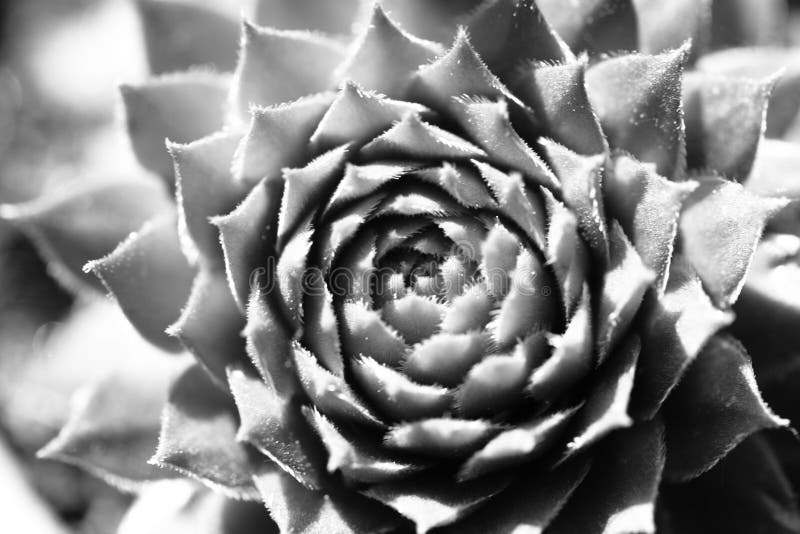 Succulent Cactus Plant In Garden. Black & White. royalty free stock image Succulent Cactus Plant In Garden. Black & White. royalty free stock image