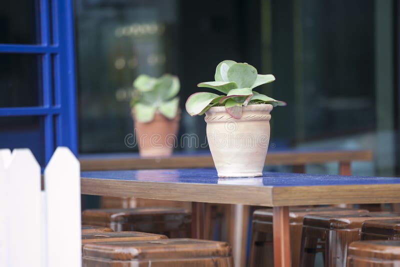 Succulent in een pot als decoratie van lijsten in een straatrestaurant